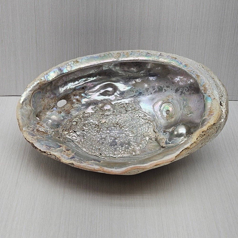 Large Natural Abalone Shell Iridescent Mother of Pearl Smudging Bowl
